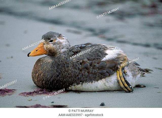Flightless Steamer Duck, m. (Tachyeres brachypterus), Pebble Isl., Falklands