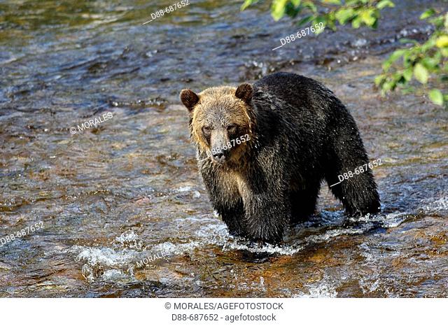 Fishing salmon in a river. Grizzly bear in Glendale Cove. Knight Inlet. British Columbia. Canada