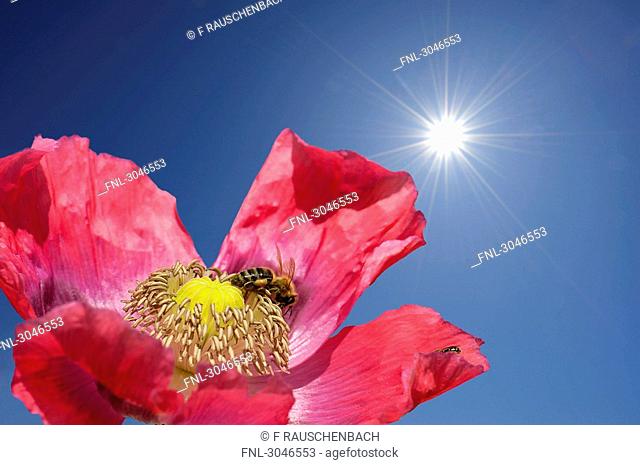 Opium poppy Papaver somniferum with honey bee in front of blue sky with corona, close-up