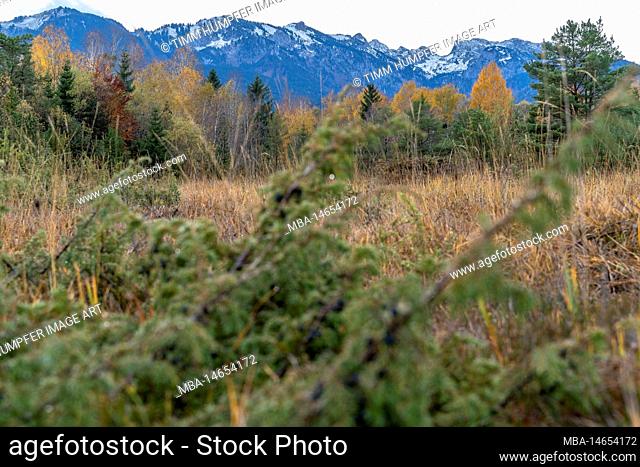 Europe, Germany, Southern Germany, Bavaria, Upper Bavaria, Bavarian Alps, Lenggries, Autumnal moor landscape in the Isarwinkel against a mountain backdrop
