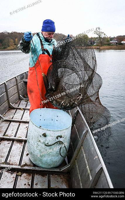 10 November 2021, Schleswig-Holstein, Bösdorf: Fisherman Harald Schmidt checks a fish trap and brings the catch into his boat
