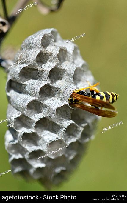 European paper wasp (Polistes dominula) building a nest, Sicily, Italy, Europe