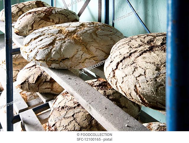 Several loaves of rye bread on wooden shelves in a bakery
