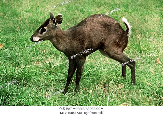 Tufted Deer (Elaphodus cephalophus). Burma to China