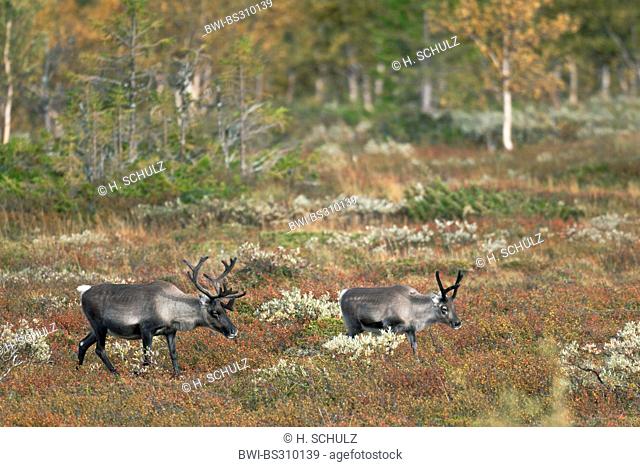 European reindeer, European caribou (Rangifer tarandus tarandus), hind and calf walking through tundra, Sweden, Vaesterbotten