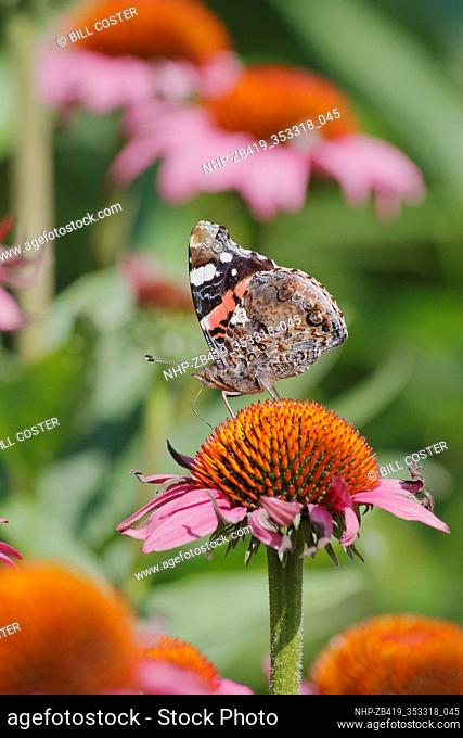 Red Admiral Butterfly - feeding on Echinacea flowers Venessa atalanta Essex, UK IN001229