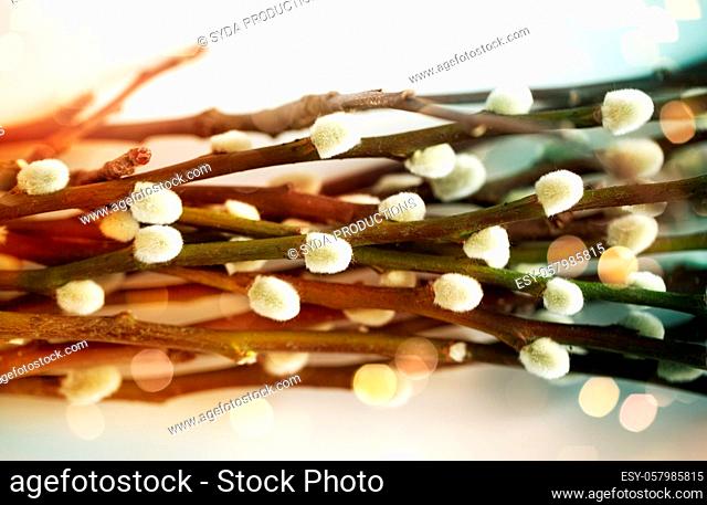 close up of pussy willow branches over lights