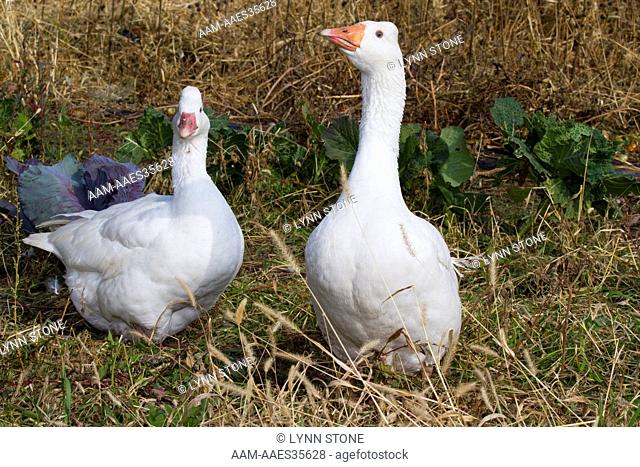 Domestic Goose: Roman Geese foraging at edge of cabbage garden in November; this is an old breed developed in Rome some 2
