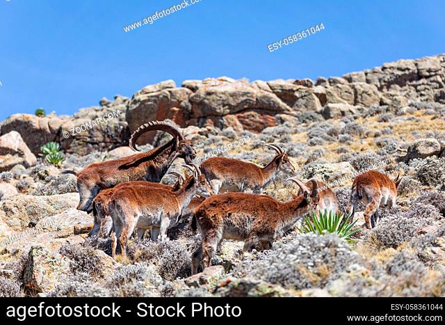 herd of endangered very rare Walia ibex, Capra walia, one of the rarest ibex in world. Only about 500 individuals survived in Simien Mountains National park in...