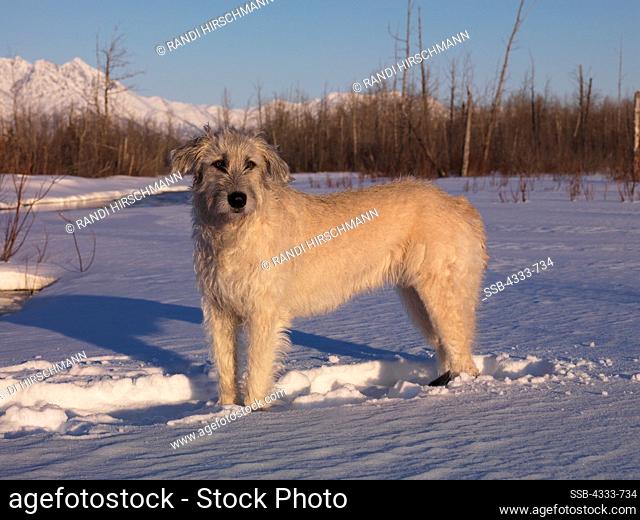 Irish Wolfhound, AKC, 2-year-old 'Toireann' photographed in Palmer, Alaska and owned by Vicky Palmer of Wasilla, Alaska