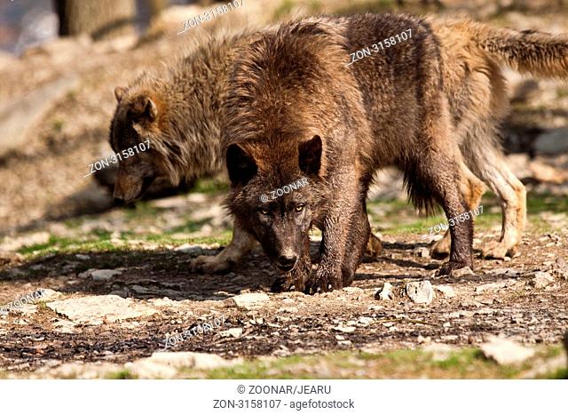 Timberwolf oder Amerikanischer Grauwolf Canis lupus lycaon