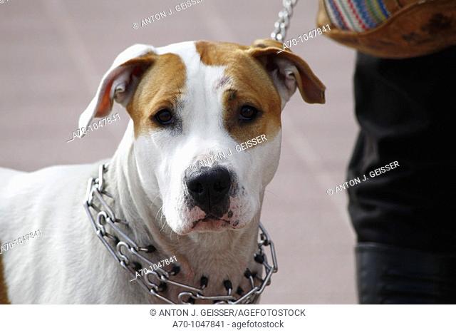 American Staffordshire Terrier with prong collar