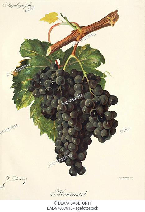 Pierre Viala (1859-1936), Victor Vermorel (1848-1927), Traite General de Viticulture. Ampelographie, 1901-1910. Tome III, plate: Morrastel grape