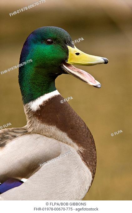 Mallard Duck Anas platyrhynchos adult male, calling, close-up of head and neck, Norfolk, England, march