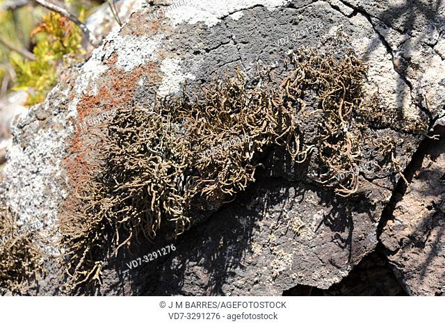 Orchilla (Roccella canariensis) is a fruticulose lichen which provides a purple dye. This photo was taken in Lanzarote Island, Canary Islands, Spain