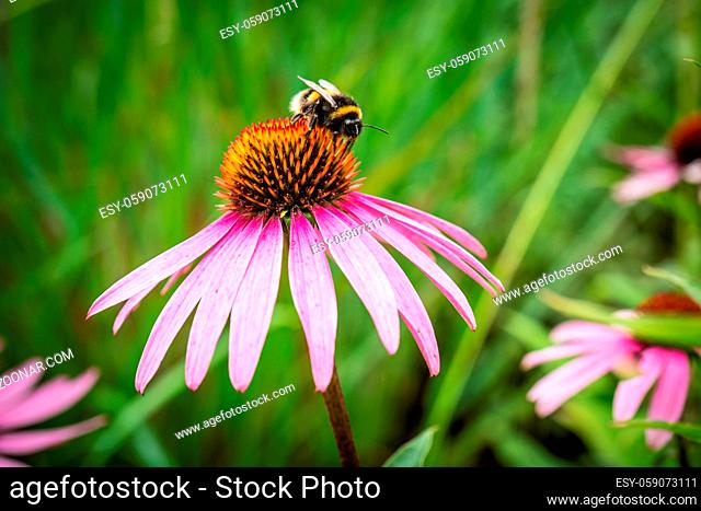Bumble bee seen on pink daisy flowers in the wild