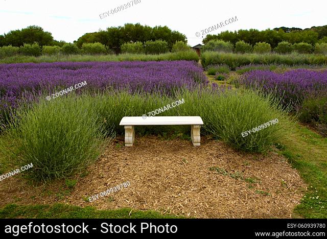 Lavender Farm With a White Bench