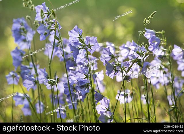 Scottish bluebell (Campanula rotundifolia), Eure-et-Loir department, Centre-Val-de-Loire region, France, Europe