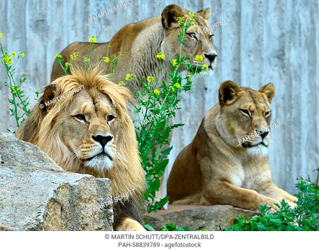 Three Barbary lions are seen in the Erfurt Zoopark in Erfurt, Germany, 01 June 2015. According to own information the zoo has a size of 63 hectare and is...