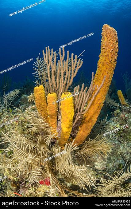 Yellow Tube Sponge, Aplysina fistularis, Jardines de la Reina, Cuba