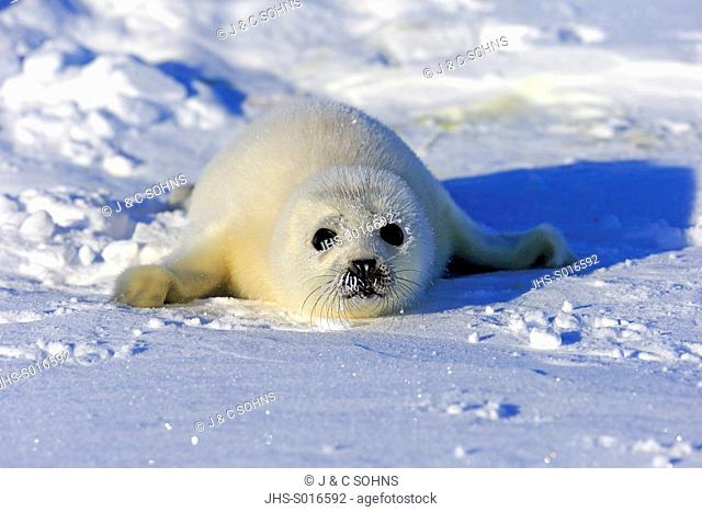 Harp Seal, Saddleback Seal, (Pagophilus groenlandicus), Phoca groenlandica, seal pup on pack ice, Magdalen Islands, Gulf of St