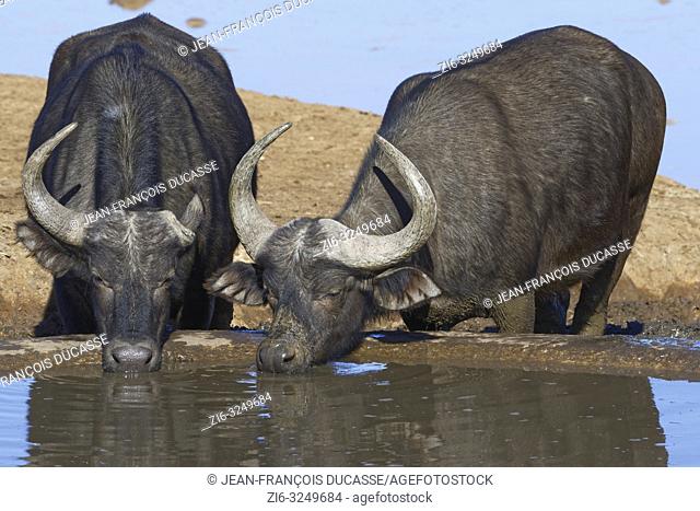 African buffaloes (Syncerus caffer), two adults, one with a single horn, drinking at a waterhole, Addo Elephant National Park, Eastern Cape, South Africa