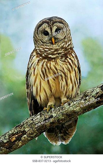 Close-up of a Barred owl Strix varia perching on a branch