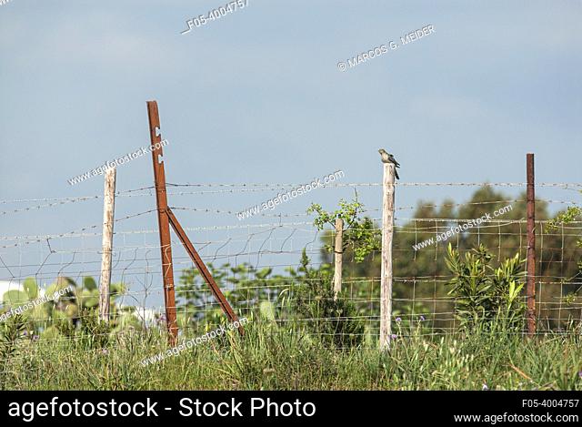 Common cuckoo (Cuculus canorus) adult bird perched on wooden post just after arriving from its migratory journey from Africa