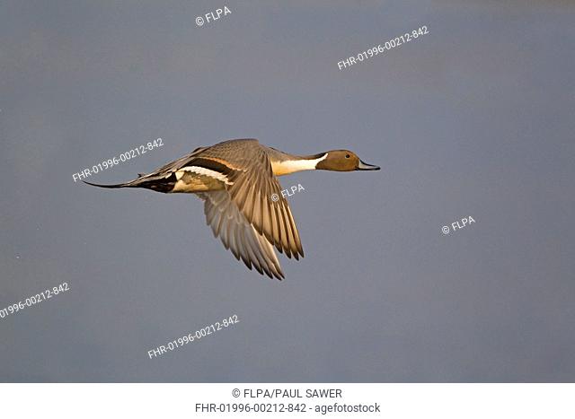Northern Pintail Anas acuta adult male, in flight, Minsmere RSPB Reserve, Suffolk, England, april