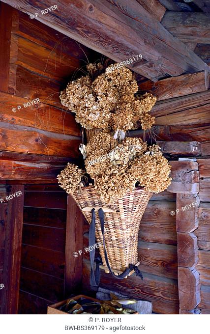 baskets with dried flowers in a Walser house, Italy, Piedmont, Alagna
