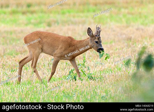 roe buck (capreolus capreolus) grazing on a stubble field, july, summer, hesse, germany