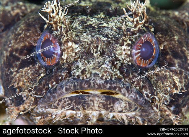The head and eyes of a Red-Striped Toadfish, Tetraodon erythrotaenia, Taliabu Island, Sula Islands, Indonesia