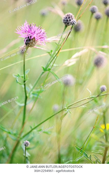 thistle-like purple flowers known also as lesser knapweed