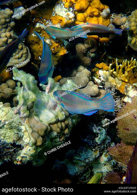 Princess Parrotfish, Scarus taeniopterus, terminal phase, Hatchet Caye, Belize