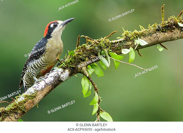 Black-cheeked Woodpecker (Melanerpes pucherani) perched on a branch in Costa Rica