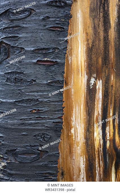 Close up of fire damaged tree, with black charcoal and untouched bark