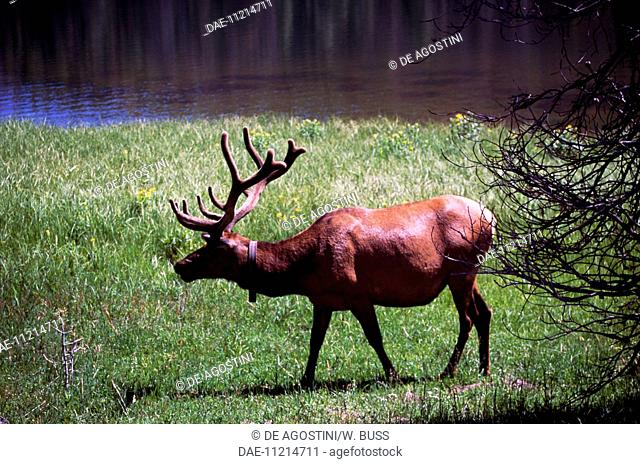Elk or wapiti (Cervus elaphus) in Yellowstone National Park (UNESCO World Heritage List, 1978), Wyoming, United States of America
