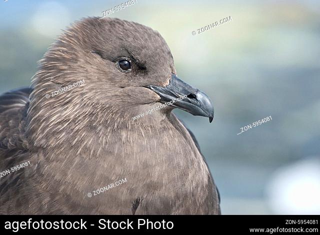 South Polar Skua portrait sitting on the rock islands of the Antarctic summer
