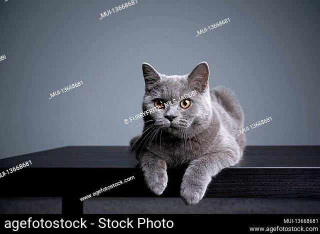 6 month old blue british shorthair kitten lying on front resting on wooden table with copy space