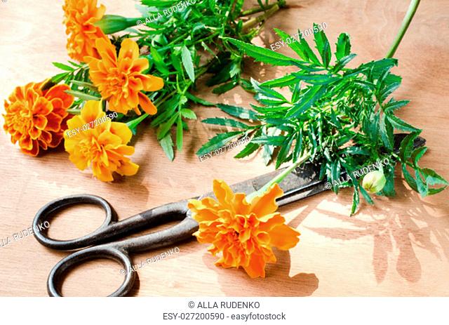 Floristic background with old vintage scissors and marigold flower on wooden background, selective focus, rustic style