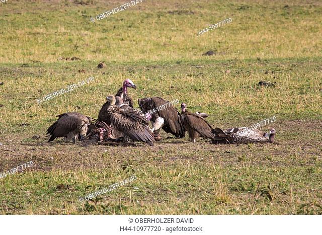 Africa, vulture, grab birds, nubian vulture, torgos tracheliotus, vultures, travel, savanna, Serengeti, Rueppell's griffon, Gyps rueppellii, Tanzania
