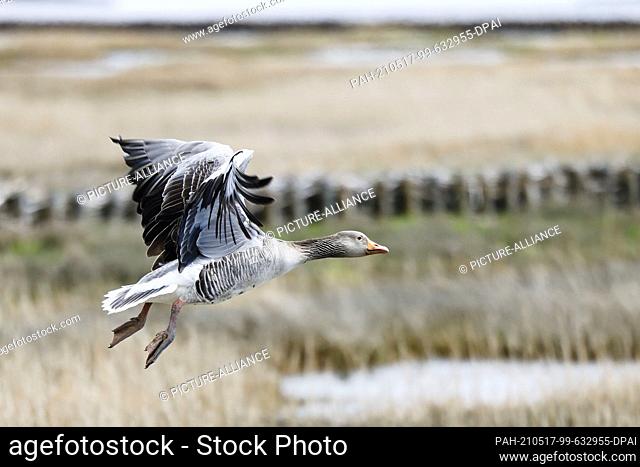 17 May 2021, Schleswig-Holstein, Reußenköge: A greylag goose flies over a nature reserve at the North Sea under overcast skies