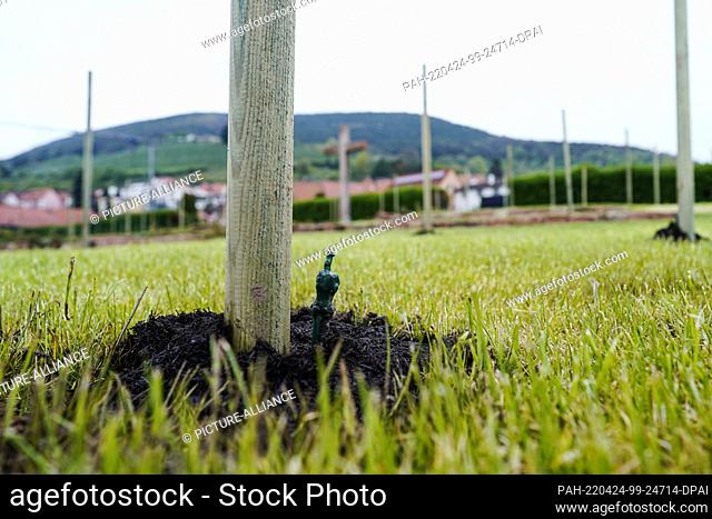 24 April 2022, Rhineland-Palatinate, St. Martin: Young vines stand in the cemetery in the Friedweinberg. The vines have been planted on what is already the...