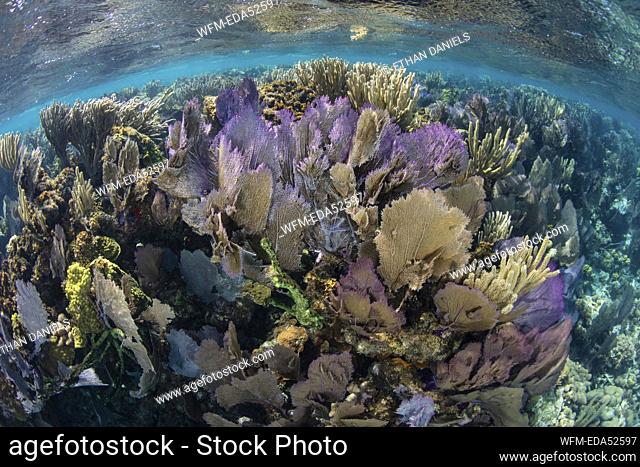 Caribbean Coral Reef with Venus Sea Fan, Gorgonia ventalina, Turneffe Atoll, Caribbean, Belize