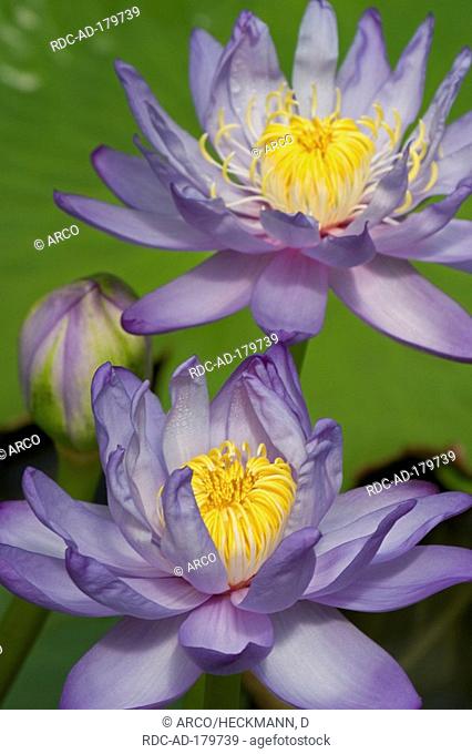 Giant Water Lily, Nymphaea gigantea