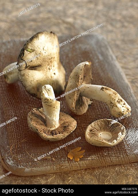 champiñón de prado / field mushroom or meadow mushroom