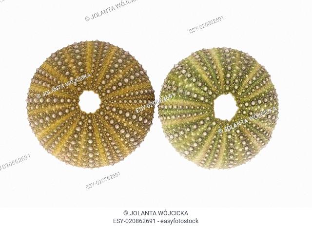 some seashell of sea urchin isolated on white background