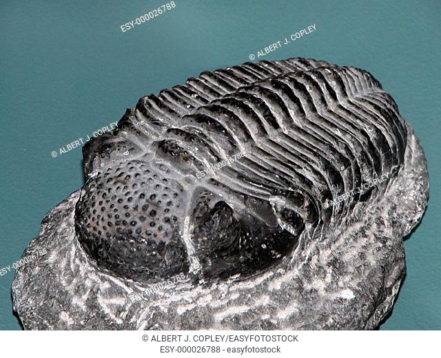 Fossil trilobite (order Asaphida)