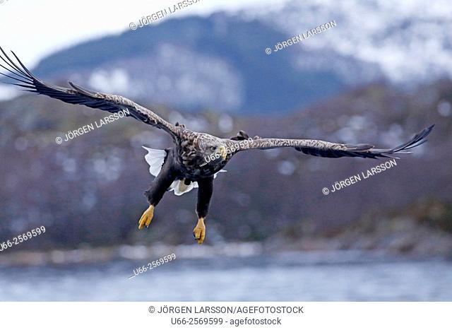 White Tailed Eagle, Andöya, Norway