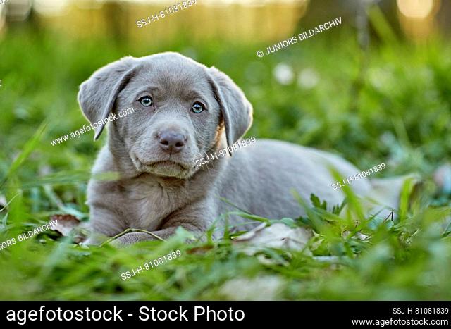 Labrador Retriever. Puppy lying in a forest in spring. Germany